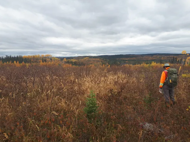A geologist in hi-vis with a rucksack walking across autumn scrub.