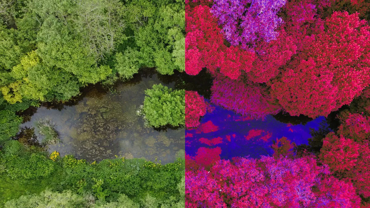 Split image of a woodland pond: normal colour on the left, false colour on the right.